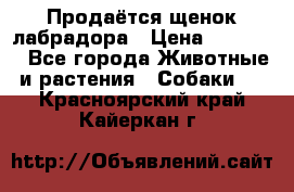 Продаётся щенок лабрадора › Цена ­ 30 000 - Все города Животные и растения » Собаки   . Красноярский край,Кайеркан г.